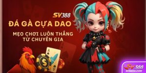 Đá gà cựa dao SV388