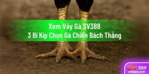 Xem vảy gà SV388