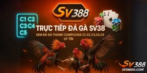 Trực Tiếp Đá Gà SV388 | Xem Đá Gà Thomo Campuchia C1, C2, C3, C4, C5 Uy Tín